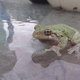 Illustration for article titled A Frog Review